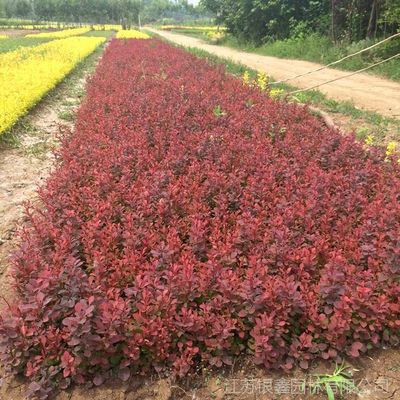 常年供應(yīng)紅葉小檗小苗 紅葉小檗球 工程苗 樹(shù)形正 基地種植 量大優(yōu)惠