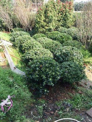 貴州苗木種植中心-海商網,花草樹木產品庫