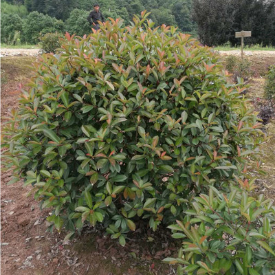 紅葉石楠球 行道樹(shù)公園小區(qū)高速公路綠化紅葉石楠球基地批發(fā) 綠化苗木