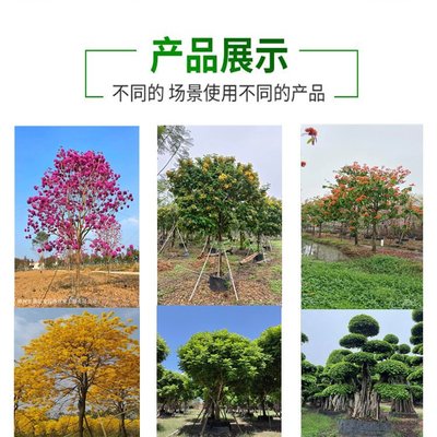 彩葉觀賞植物 精品造型日本羽毛楓 景區(qū)園林綠化工程用樹