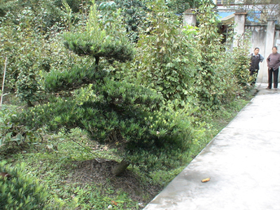 羅漢松-成都山外山園林綠化工程(產品圖片)-產品庫-中國花木網